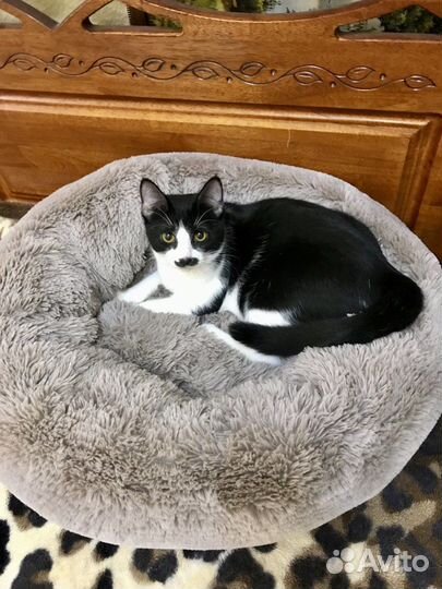 Кошка в добрые руки. Кошка-компаньон