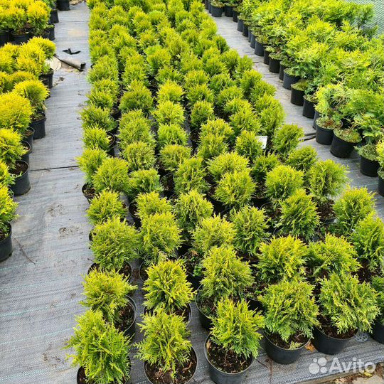 Хвойные растения, Туя, Ель, Сосна, Можжевельник