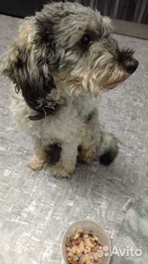 Найдена собака