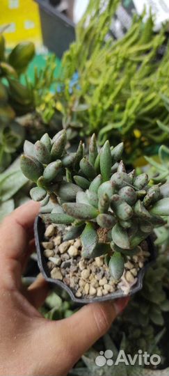 Суккуленты часть 1