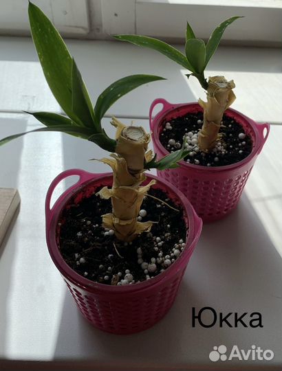 Комнатные цветы