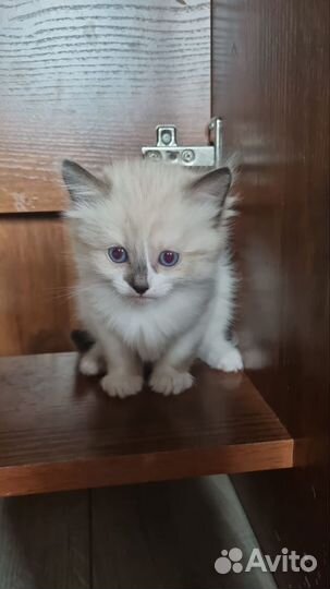 Отдамкотят