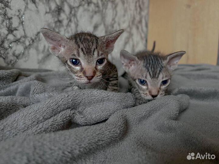 Донской сфинкс котята