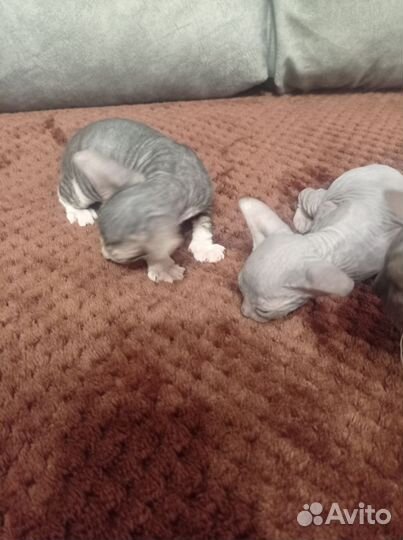 Донской сфинкс котята