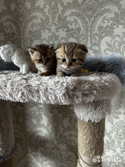 Шотландские котята