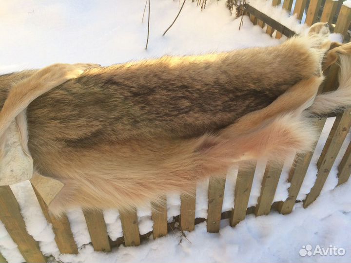 Шкура волка