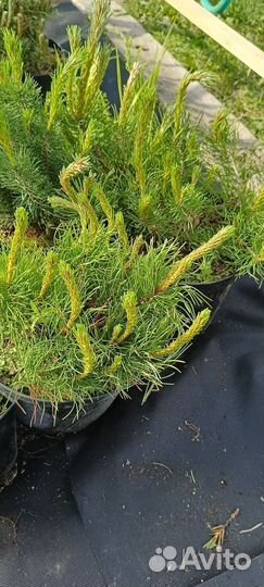 Сосна горная пумилио