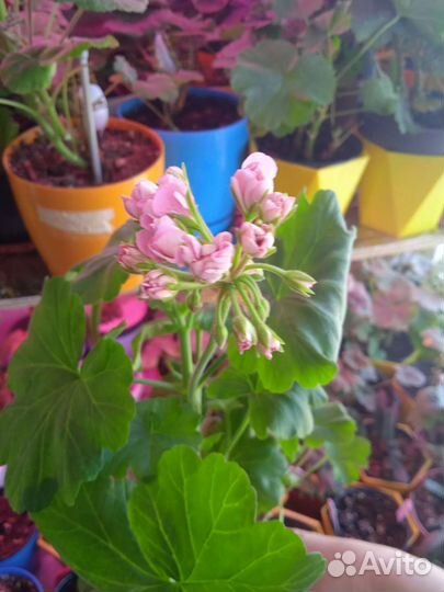 Пеларгония герань