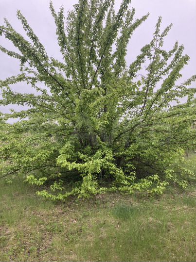 Участок 4 сот. (СНТ, ДНП)