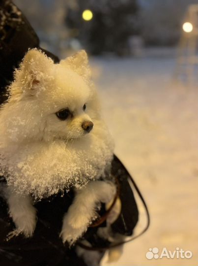 Мальчик ищет подружку