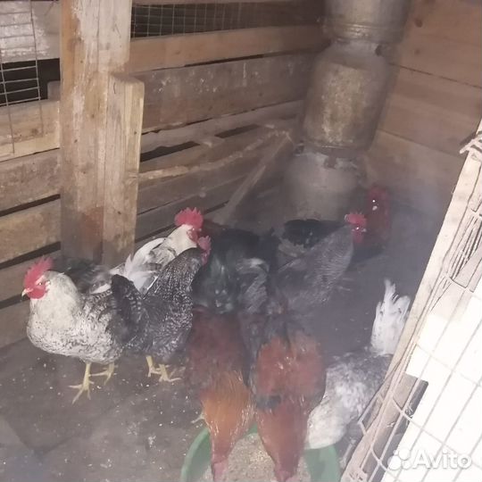 Петухи домашние