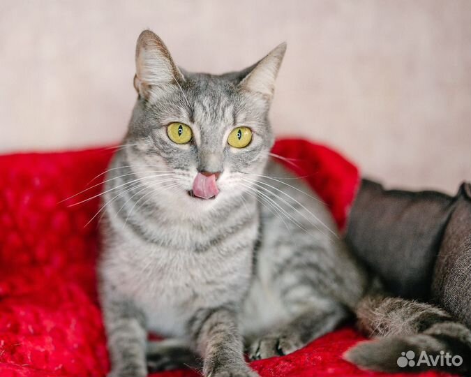 Кошка окрас серый табби в добрые руки