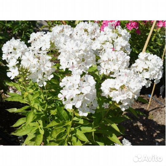 Флокс, пион