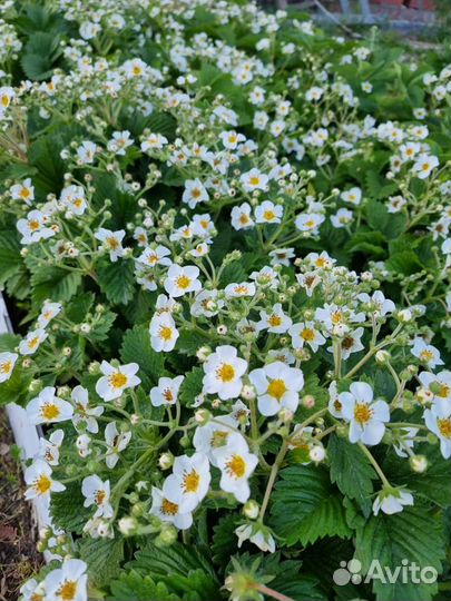 Виктория, клубника, земляника