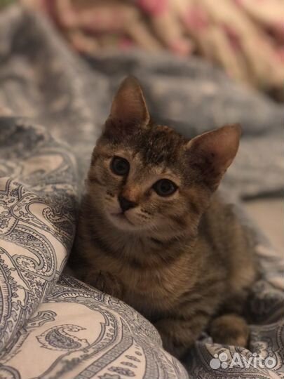 Две кошечки в добрые руки