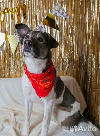 Молодой веселый пес в добрые руки