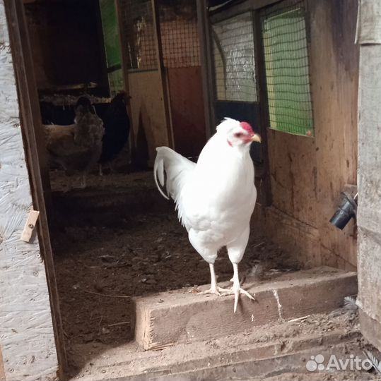 Молодые петухи