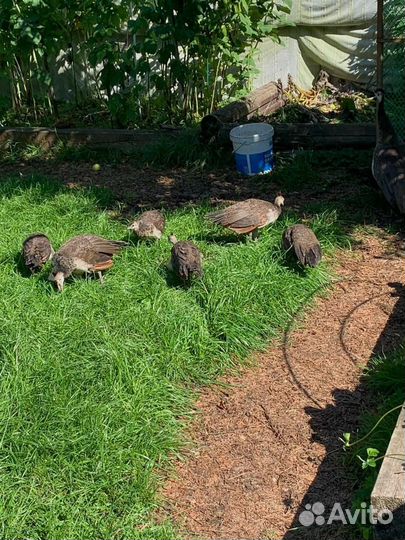 Павлины продажа