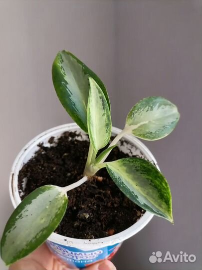 Аглаонема Уши слона