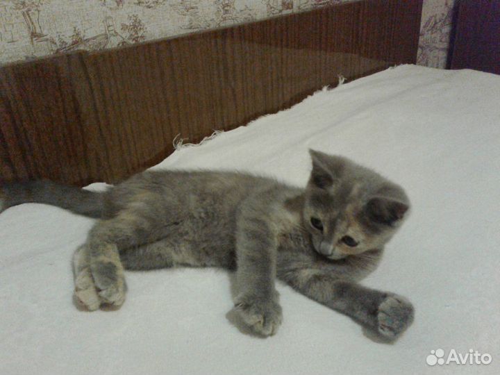 Красивый котенок серого окраса