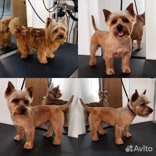 Стрижка кошек и собак с выездом на дом