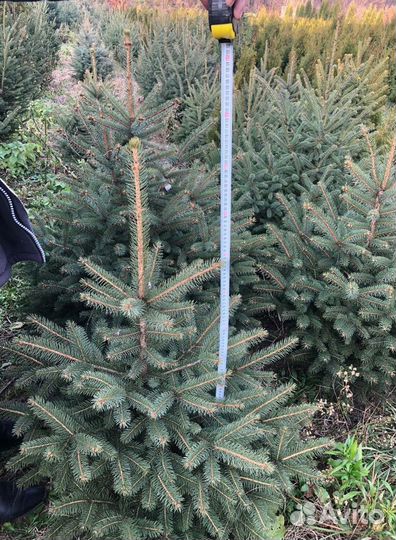 Ёлка 1м