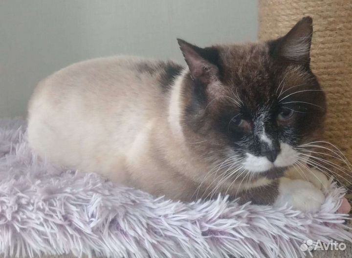 Котя ищет семью