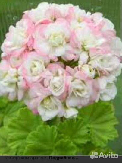 Пеларгония герань сортовая