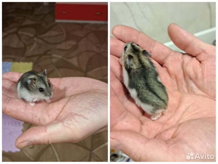 Джунгарский хомяк