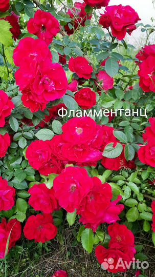 Розы. Корнесобственные саженцы