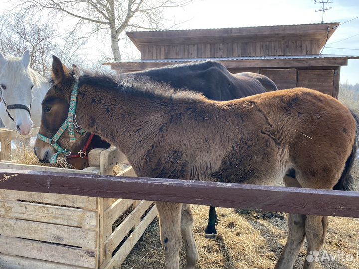 Кросс американский рысак