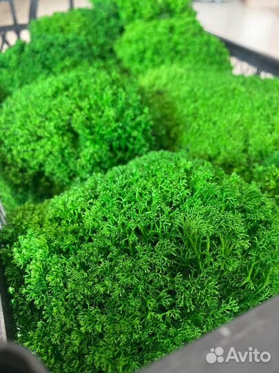 Стабилизированный мох