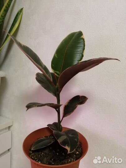 Фикус Белиз