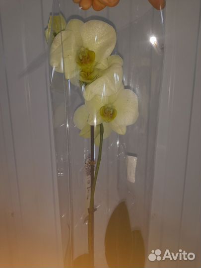 Орхидеи фаленопсис желтые