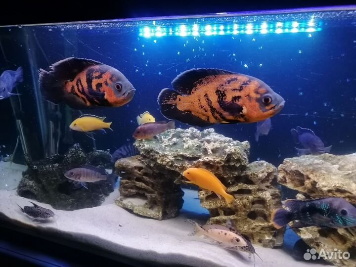 Аквариум на 300 литров
