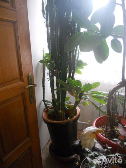 Большой кактус,сорт Молочай треугольный, 3 метра