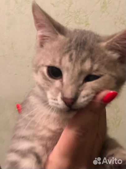 Ласковые и веселые котодети ищут дом и мампап
