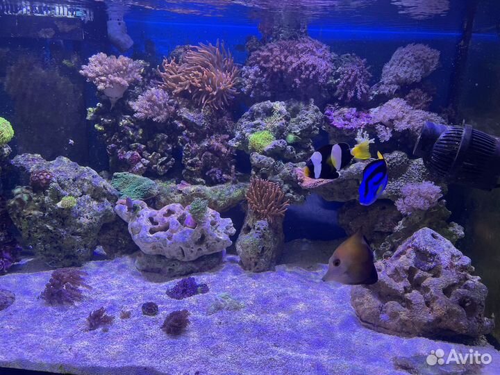 Морской Аквариум комплект