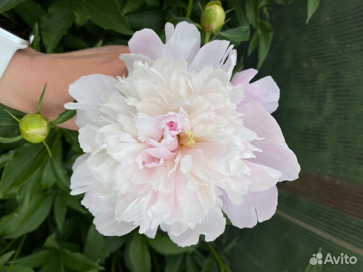 Корни пионов 5-7 почек оптом