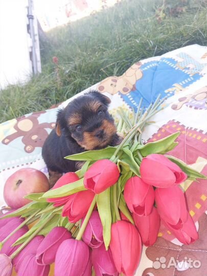 Йоркширский терьер щенки