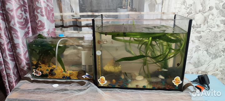 2 аквариума с рыбками