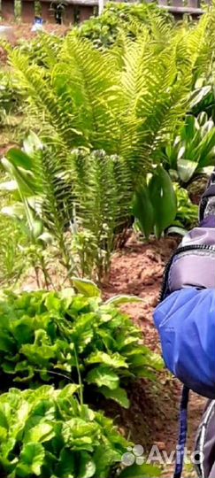 Папоротник садовый