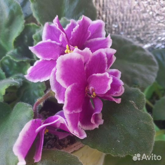 Фиалка в горшках