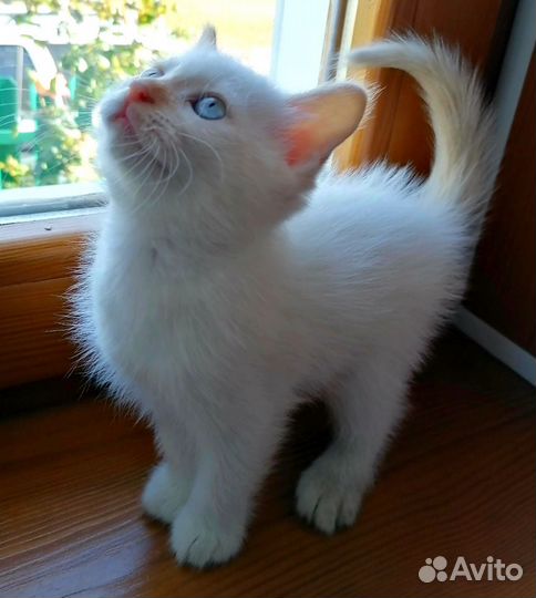 Котенок 1,5 месяца