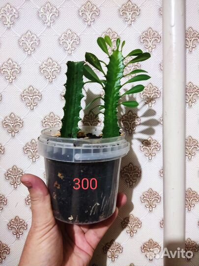 Замиокулькас