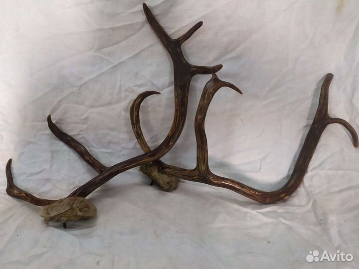 Рога оленя + крепление