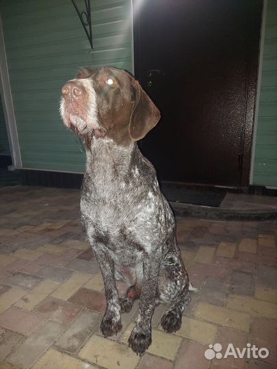 Дратхаар вязка