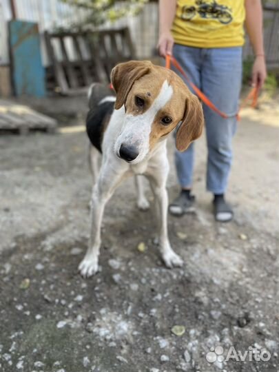 Собака в добрые руки