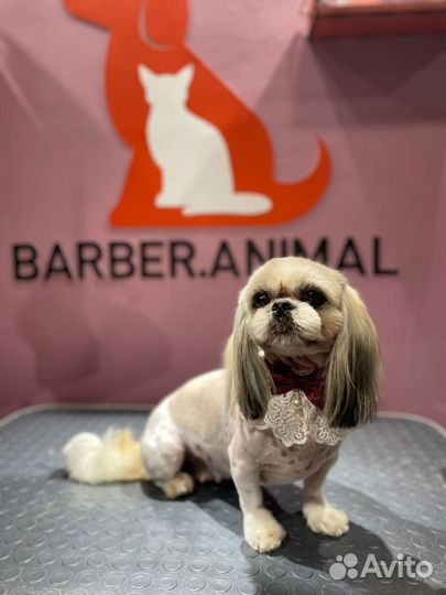 Ши-тцу щенки