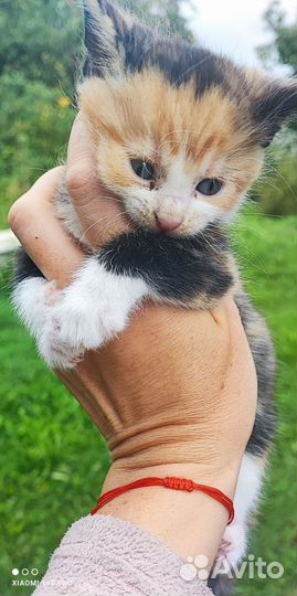 Кошка в дар бесплатно